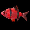 Red Tiger Barb