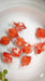 Red White PingPong Pearlscale (Import) 4