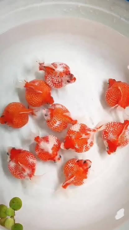 Red White PingPong Pearlscale (Import) 4"+