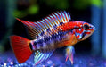 Apistogramma Macmasteri (Pair)