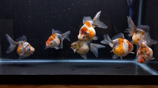 Calico PingPong Pearlscale (Import) 4"+