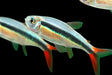 Red Tail Penguin Tetra (Pair)