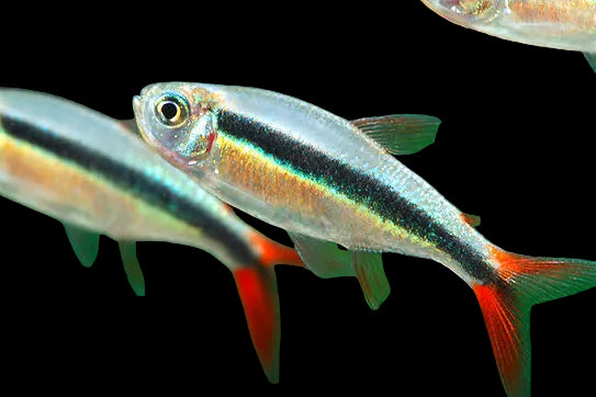 Red Tail Penguin Tetra (Pair)