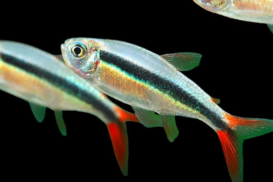 Red Tail Penguin Tetra (Pair)