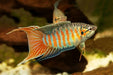 Blue Paradise fish (Pair)