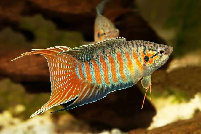 Blue Paradise fish (Pair)