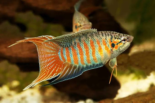 Blue Paradise fish (Pair)