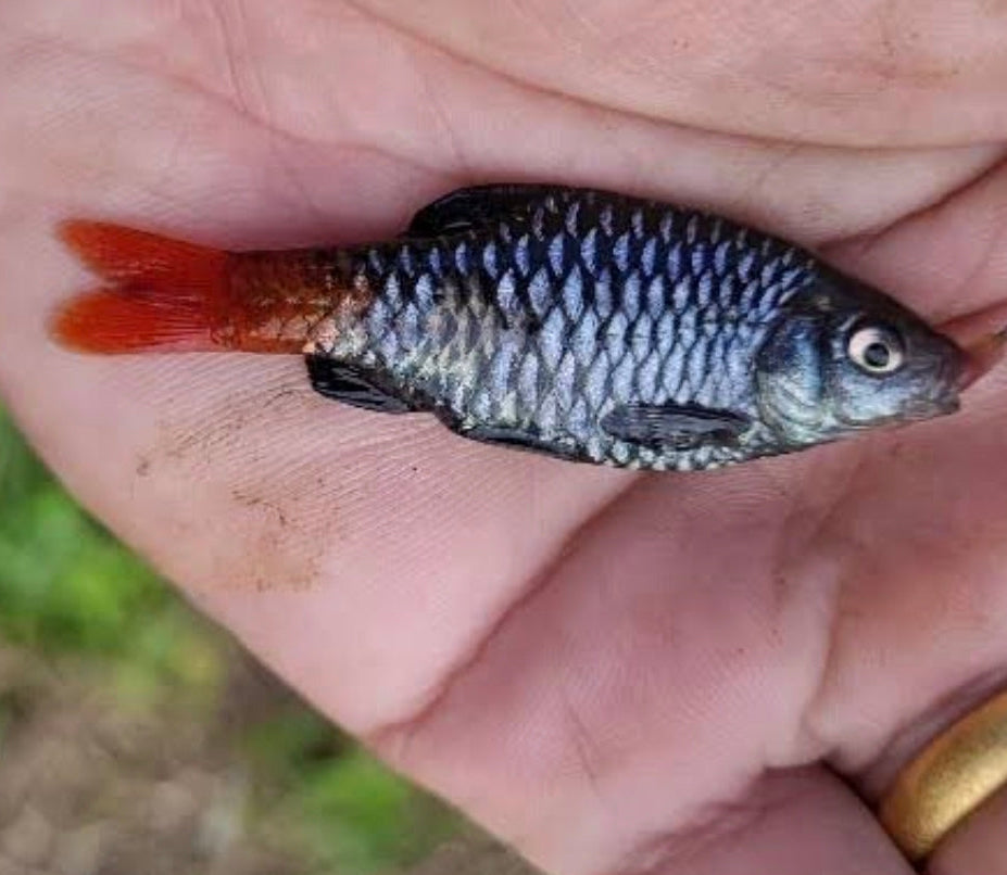 Black Diamond Barb (Pair)