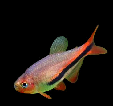 Black Arrow Tetra (Pair)