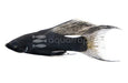 Veil Tail Black Molly (Pair)