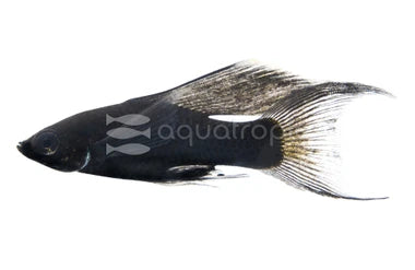 Veil Tail Black Molly (Pair)