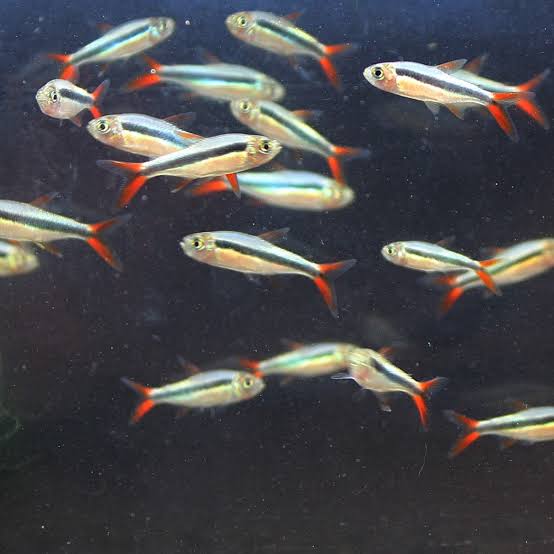 Red Tail Penguin Tetra (Pair)