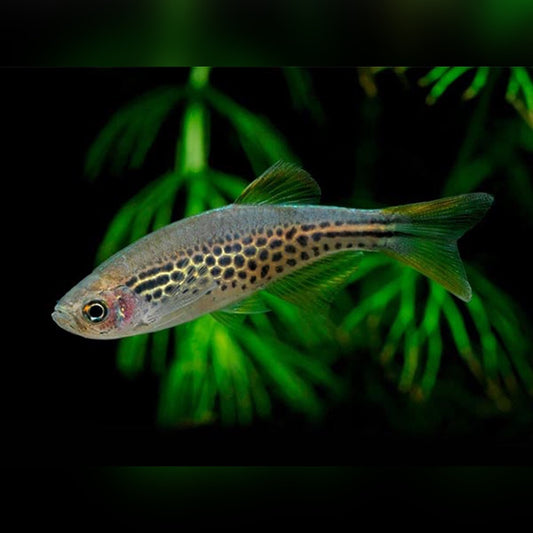 Leopard danio (Pair)