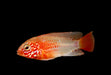 Apistogramma Macmasteri 