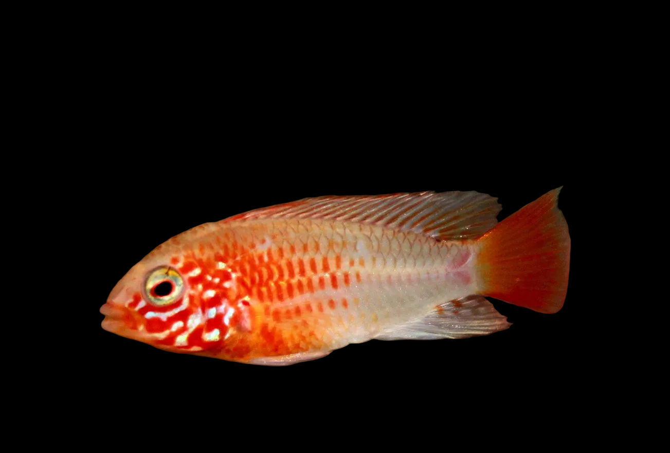 Apistogramma Macmasteri "Gold"