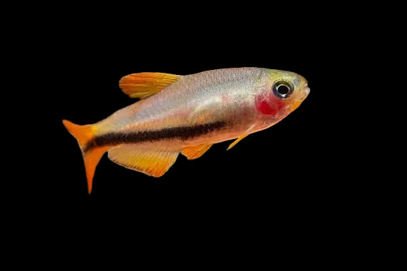 Black Arrow Tetra (Pair)
