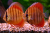 Rose Red Discus 3inch