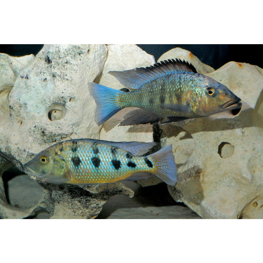 Sand Digger Cichlid / Fossorochromis rostratus 4"-5"