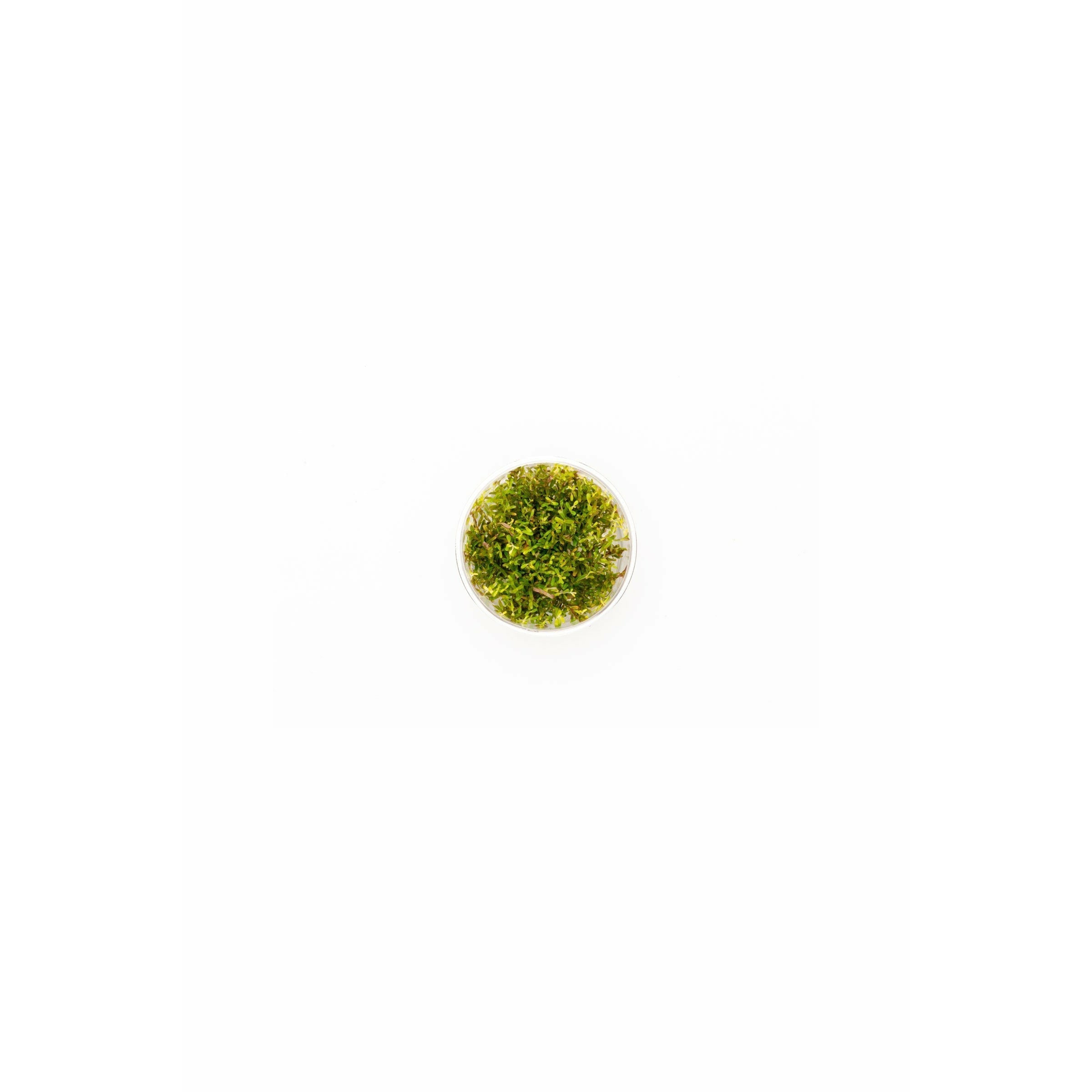 Rotala rotundifolia `hra' TC