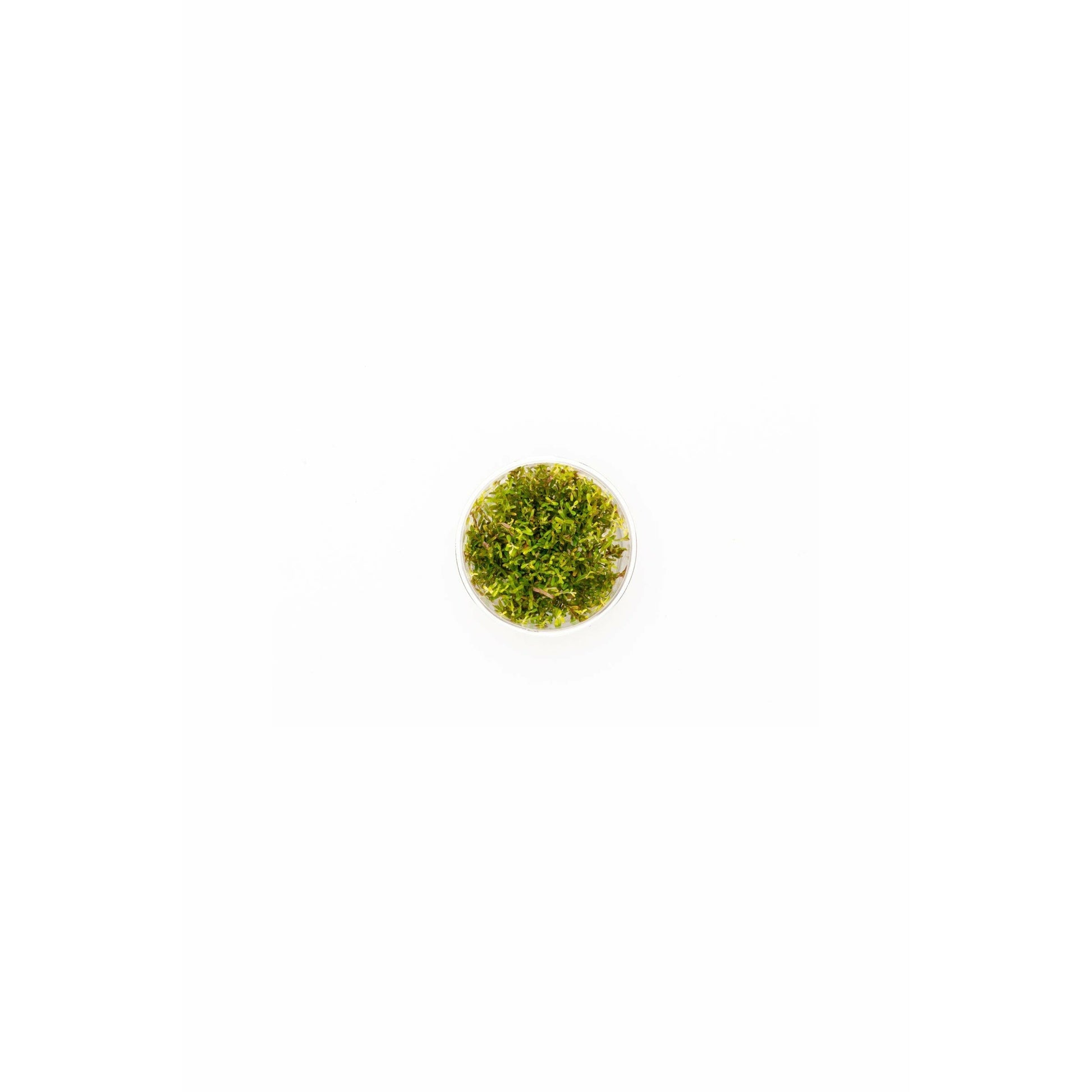 Rotala rotundifolia `hra' TC