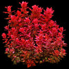 Rotala macrandra sp. mini