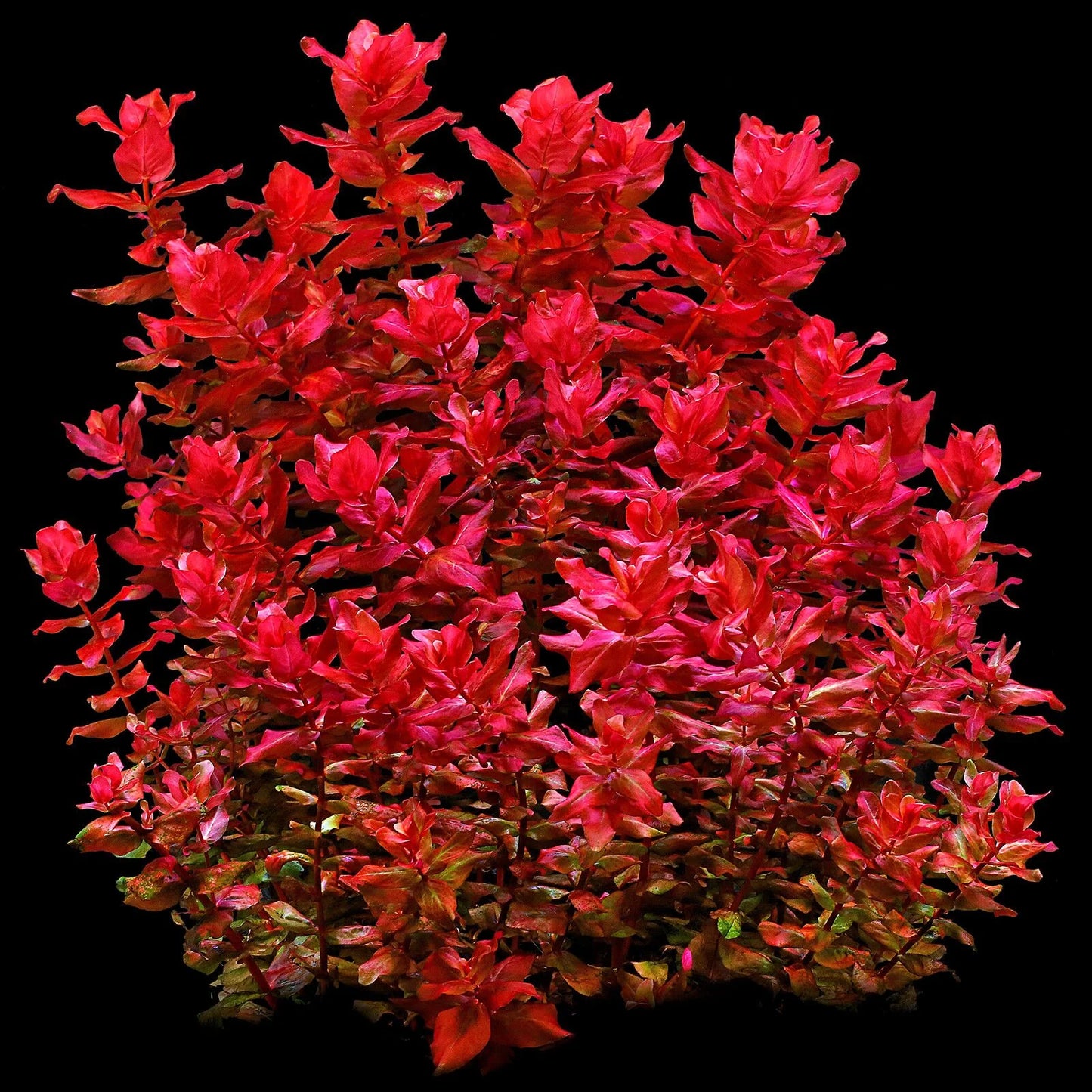 Rotala macrandra sp. mini