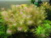 Rotala wallichi Vietnam