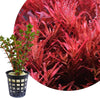 Rotala rotundifolia `hra'