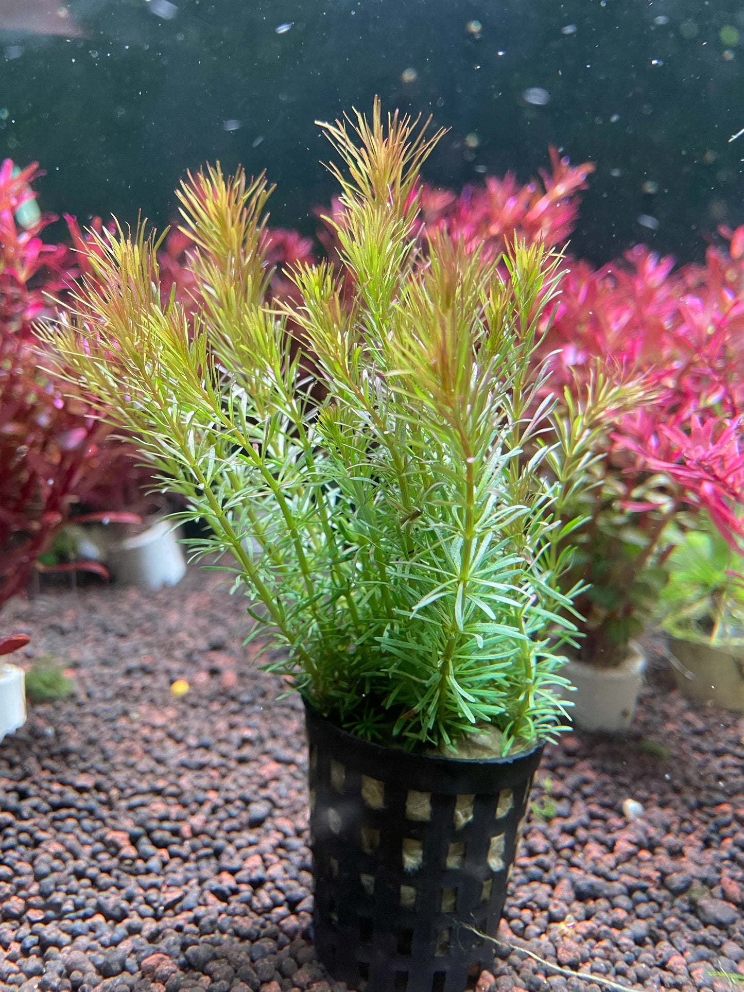Rotala wallichii