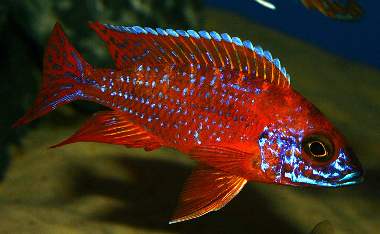 Ruby Red Peacock 3.5"-4"