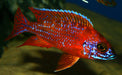 Ruby Red Peacock 3