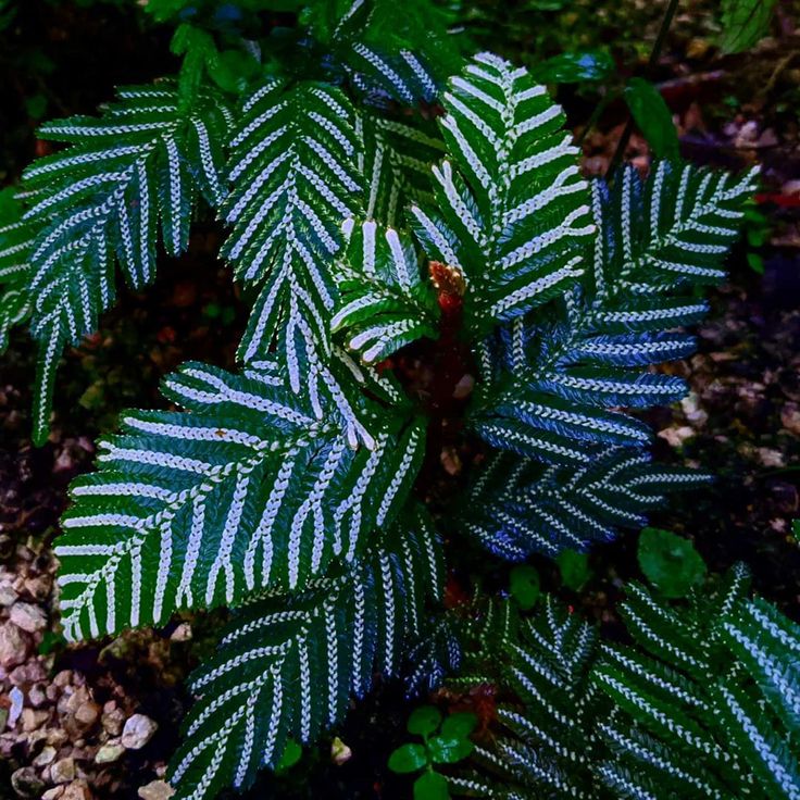 Slaginella picta