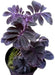 Solanum ulearum