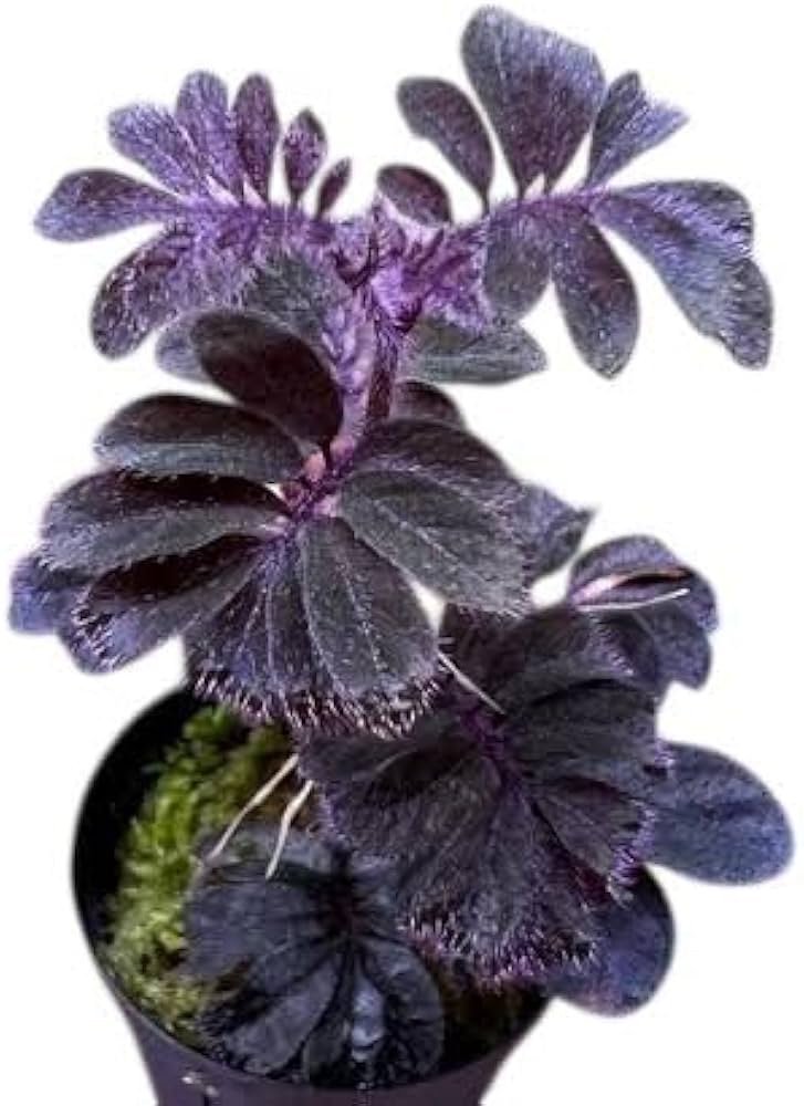 Solanum ulearum