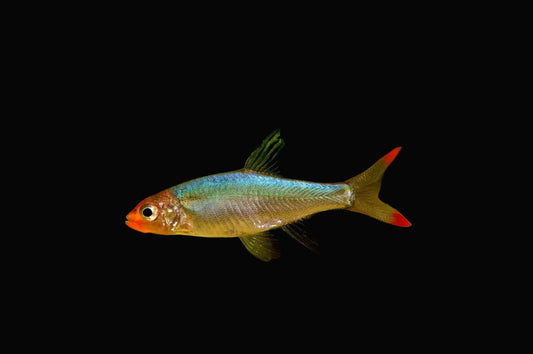 Sawba Rasbora (Pair)