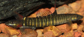 Schistura sp. 