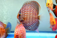 Scorpion Discus