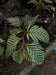 Selaginella picta