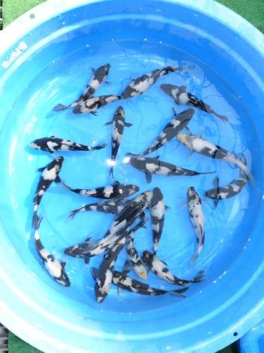 Koi Carp Multi Colour 5inch (Pair)