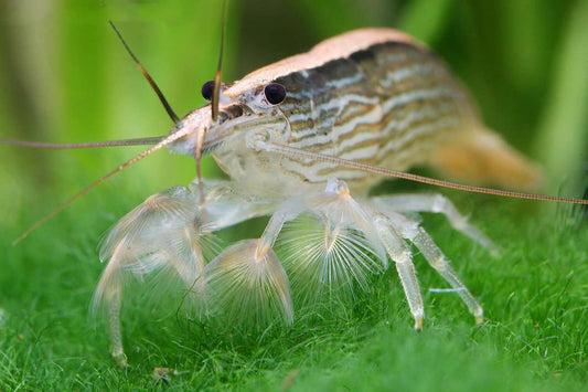 Bamboo Shrimp 2inch (Pair)