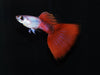 Red Silverado Guppy (Pair)