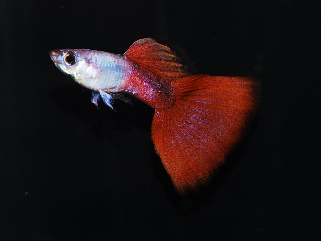 Red Silverado Guppy (Pair)