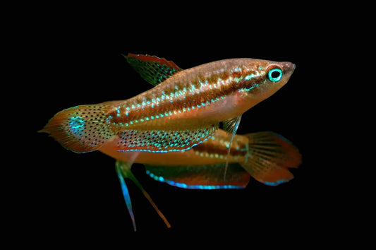 Sparkling Gourami (Trichopsis pumila) pair showing turquoise speckling and red-edged fins over driftwood in a planted tank