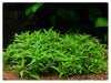 Staurogyne "porto velho"