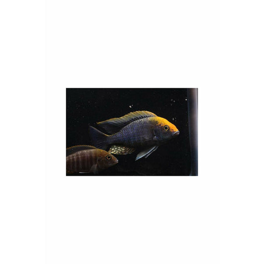 Sulphur Head Cichlid / Aulonocara maylandi 2.5"