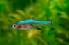 Blue Axelrodi Rasbora