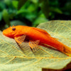 Super Red Bristlenose Pleco 1.5-2inch