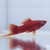 Tangerine Swordtail (Pair) Large