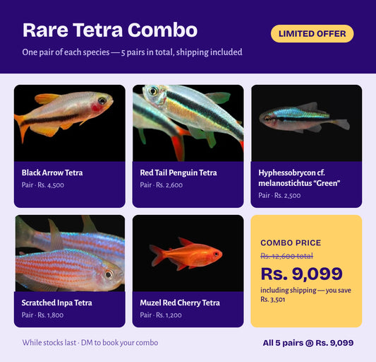 Rare Tetra Combo