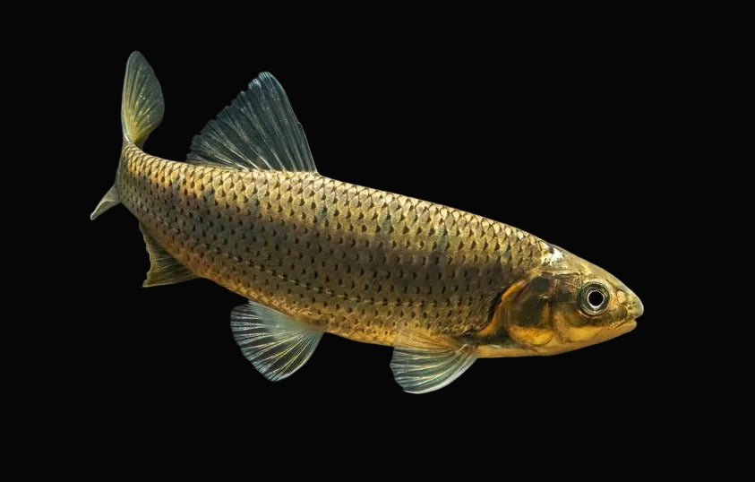 Thousand Spotted Trout 4inch